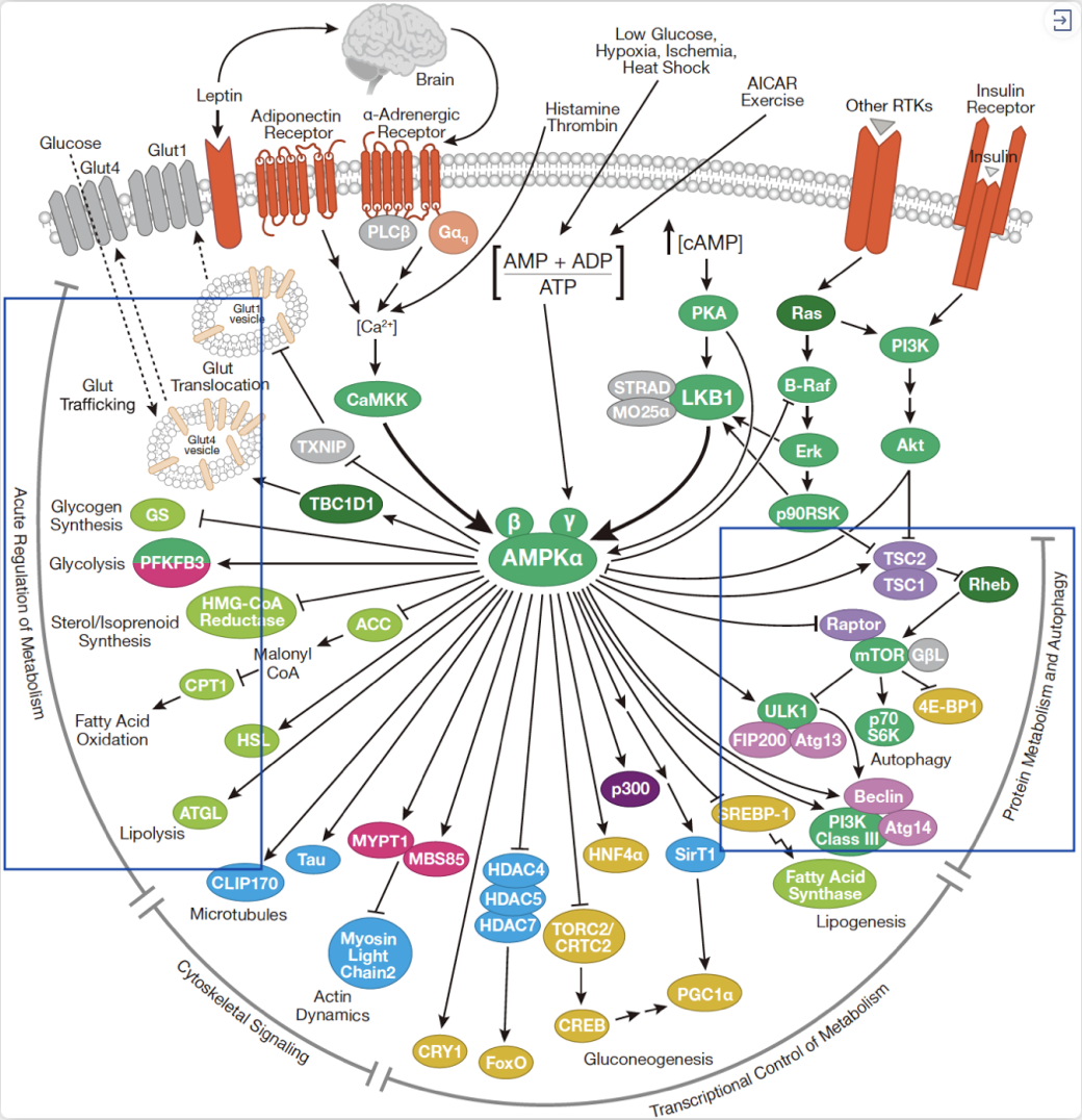 ampk 信号通路