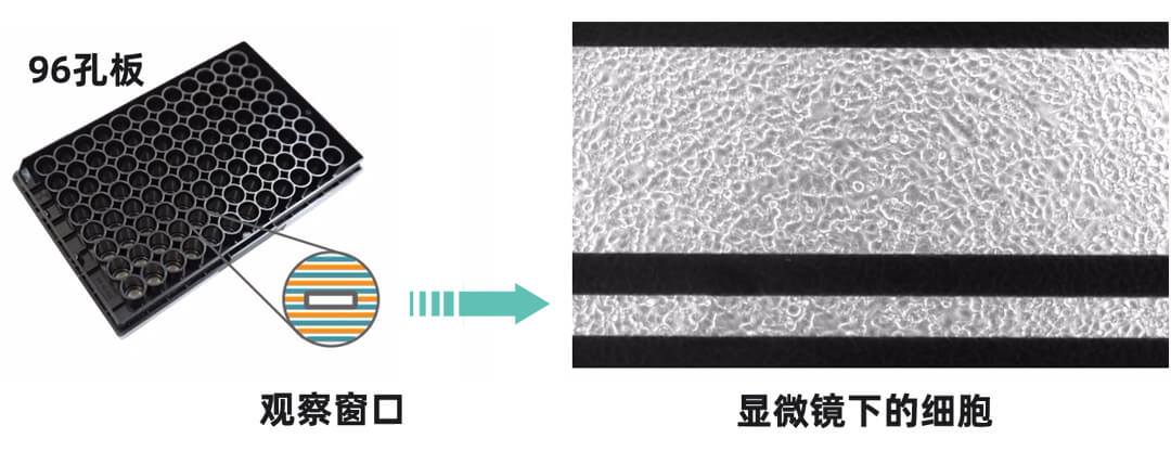 Maestro Z实时无标记细胞功能分析仪 Maestro Z授权代理商 北京泽平