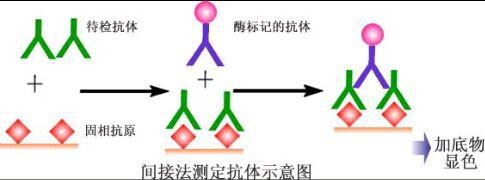 小鼠黑色素细胞抗体(mc ab)elisa kit操作步骤