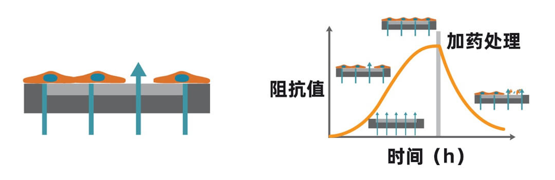 Maestro Z实时无标记细胞功能分析仪 Maestro Z授权代理商 北京泽平