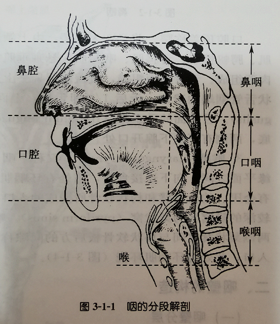 鼻咽部是鼻腔后端狭窄的管状通道,如果你以前不知道它在哪里,那么