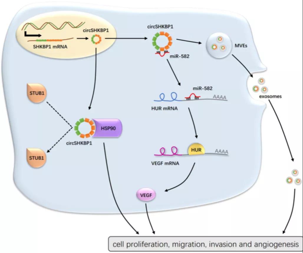 Mol Cancer Rna