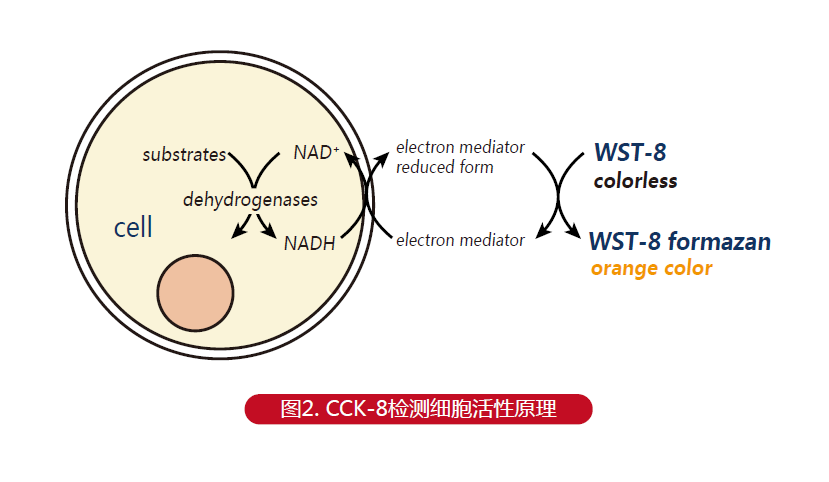 细胞增殖检测新方法cck8的原理与优势