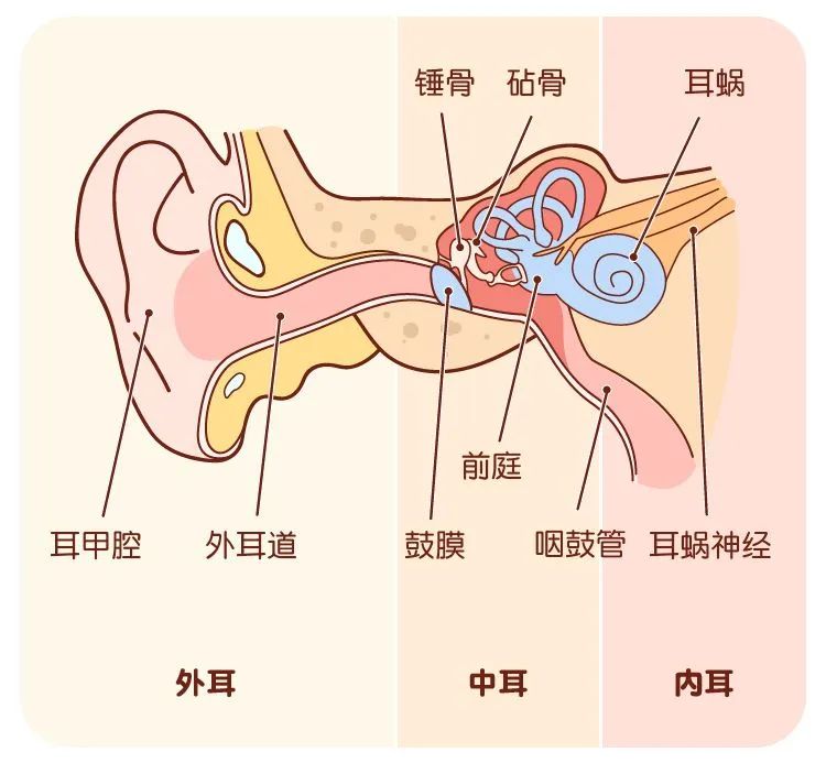 耳屎掏不掏耳边的小孔是什么耳朵的几个问题家长必须了解