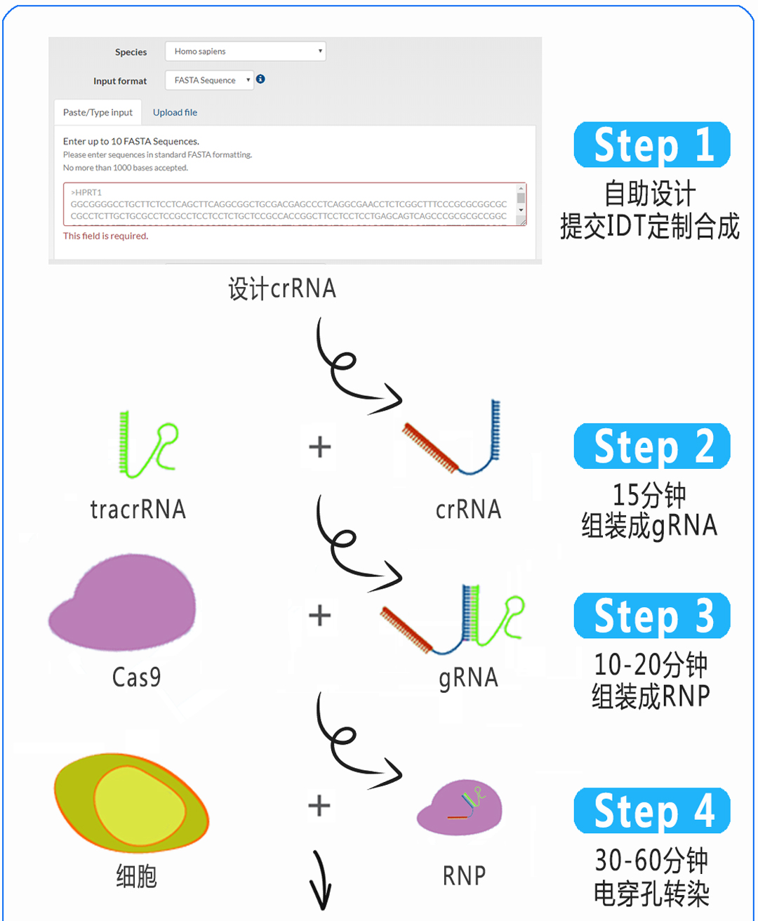 核糖核蛋白复合物RNP