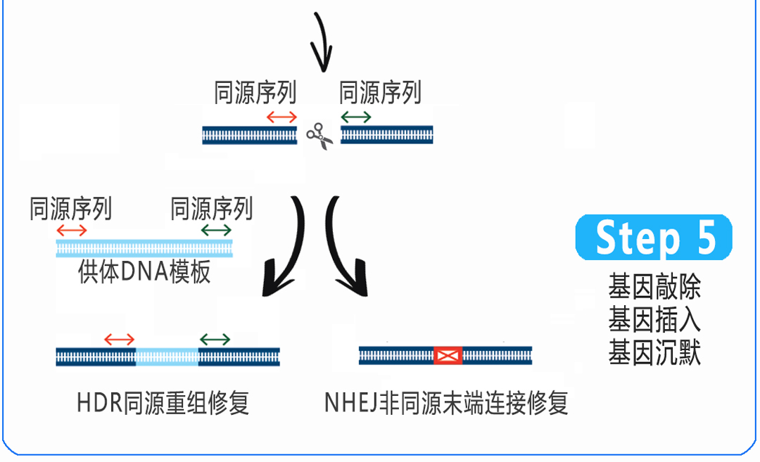 核糖核蛋白复合物RNP