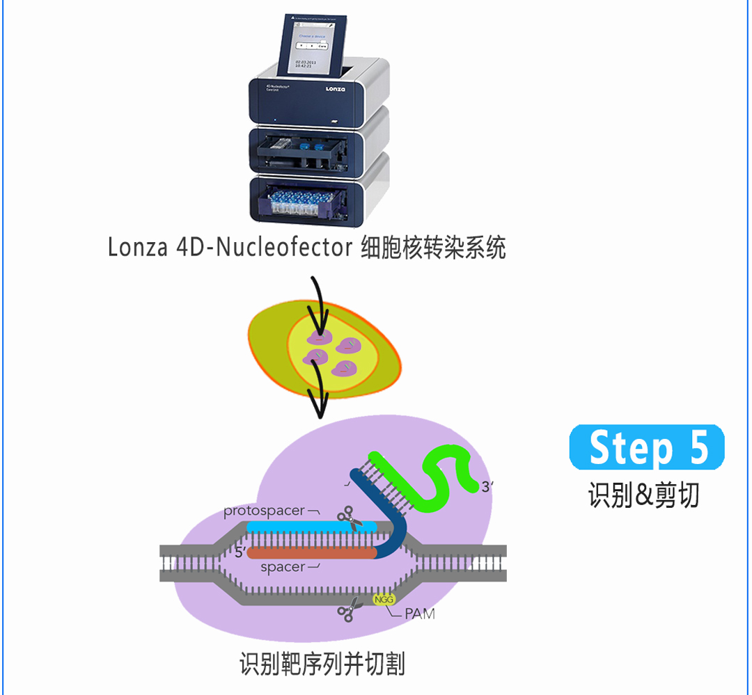 核糖核蛋白复合物RNP
