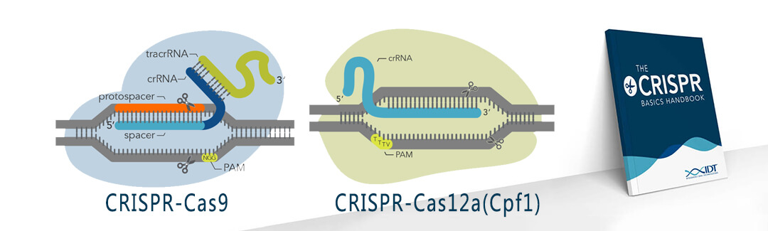 核糖核蛋白复合物RNP