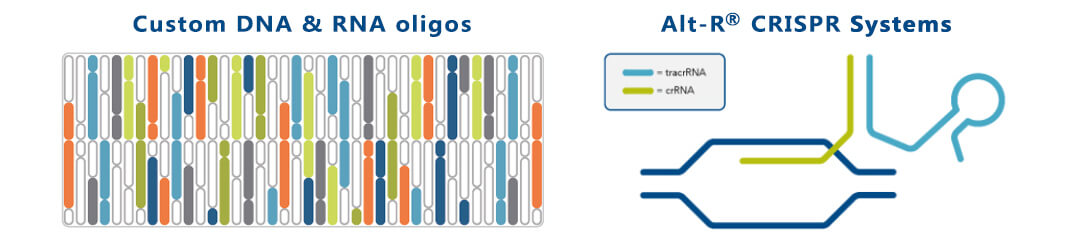 DNA Oligo合成服务