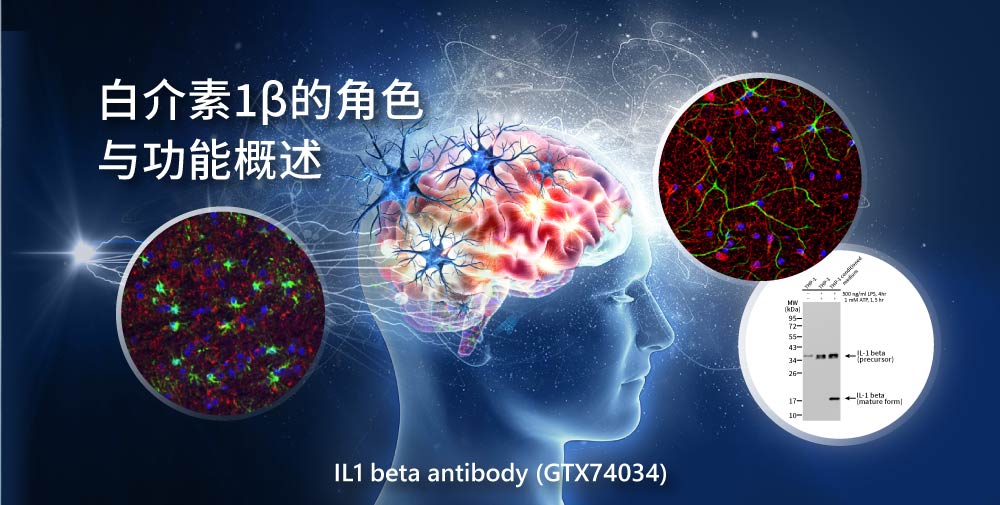 白介素1β的角色与功能概述