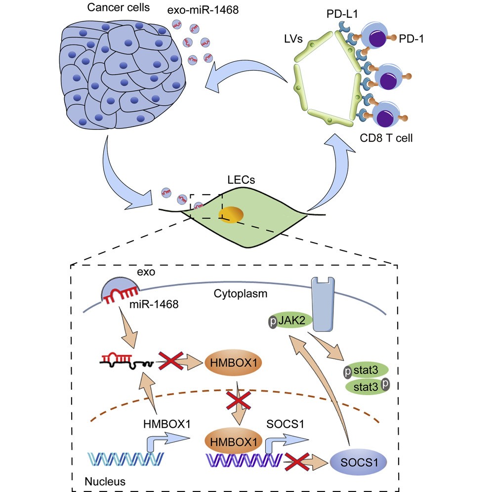 moleculartherapy癌症分泌的外泌体mir14685p通过免疫抑制性淋巴管重