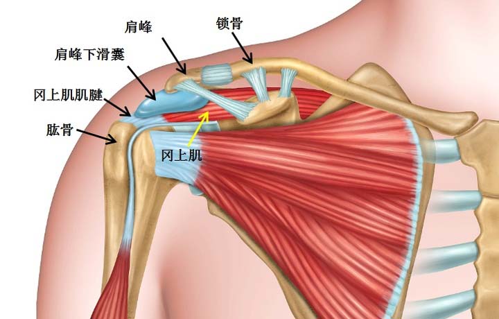 「肩」,是由胸骨,锁骨,肩胛骨,肱骨四个骨骼分别组合构成胸锁关节,肩