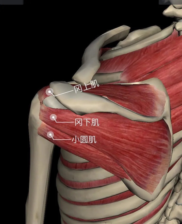 锻炼时容易被忽视的重要区域肩袖肌群
