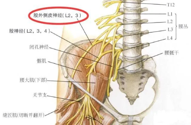 外层的髂腰肌筋膜将髂腰肌,股神经和股外侧皮神经包围在一个密闭的