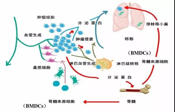 肿瘤微环境|免疫治疗的主要战场