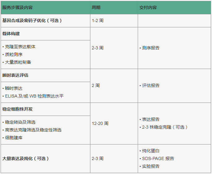 CHO 稳定细胞株的开发