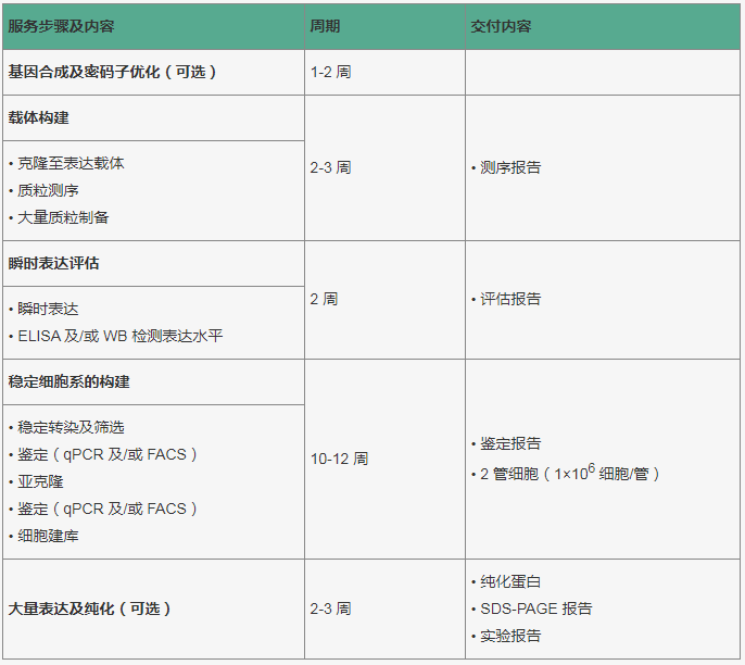 HEK293 稳定细胞株的开发
