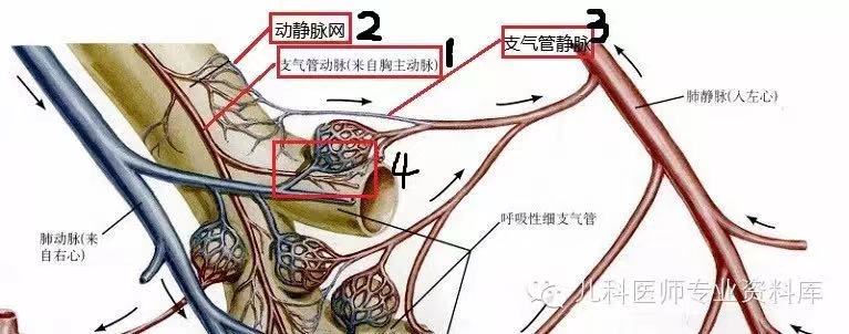 支气管循环由支气管动脉(下图 1),毛细血管网(下图 2)和支气管