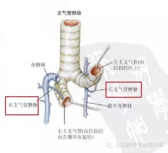 支气管静脉:分为两部分,一部分是真正的支气管静脉,经奇静脉,半奇