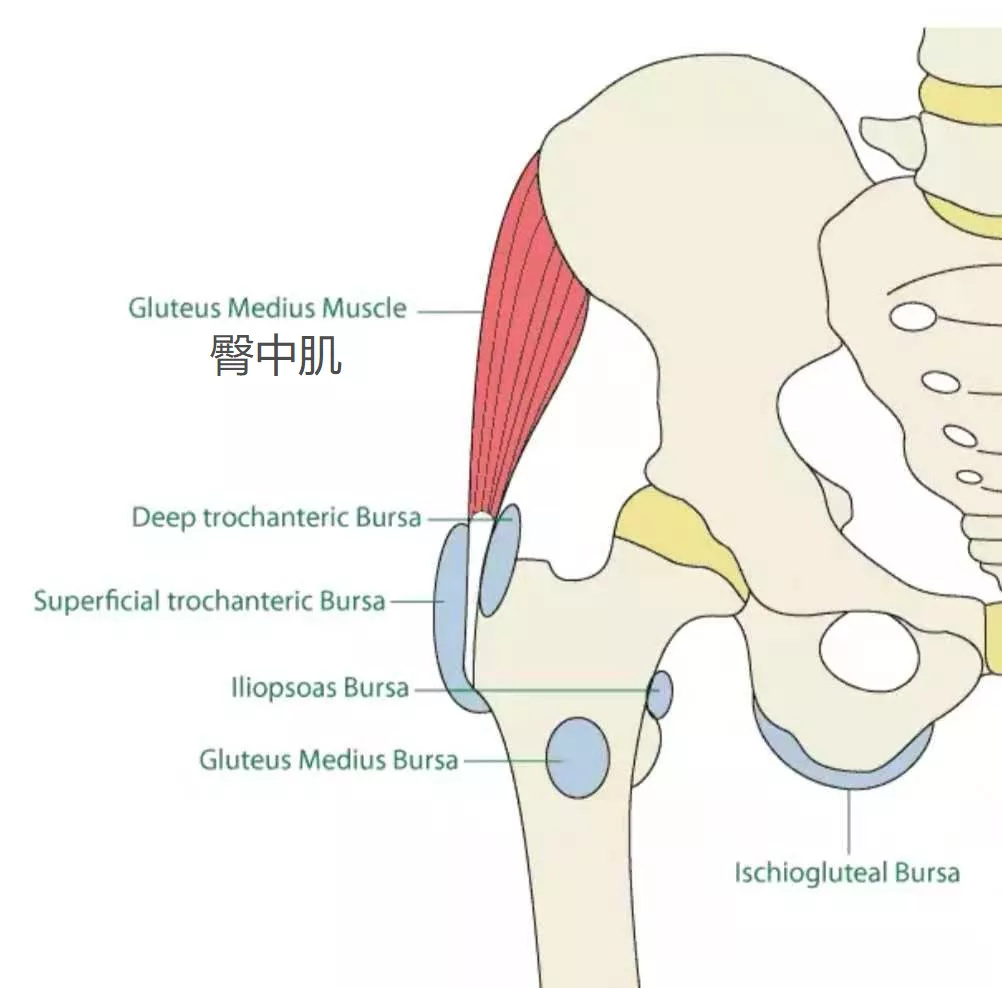 髋关节是人体最大的关节之一,也是最稳定的关节,在髋关节处有两个大滑