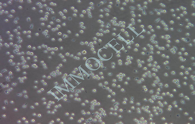 OCI-AML2 人急性髓系白血病细胞