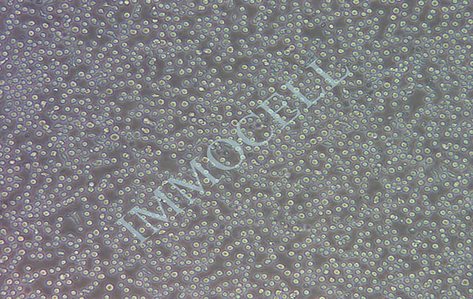 逸漠OCI-AML2 人急性髓系白血病细胞