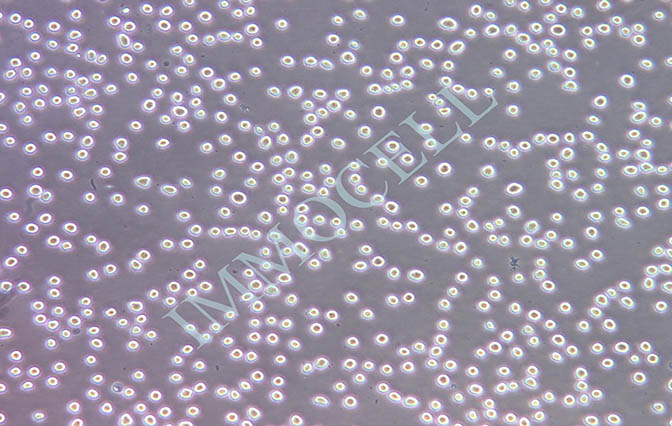 逸漠K562人慢性骨髓性白血病细胞系