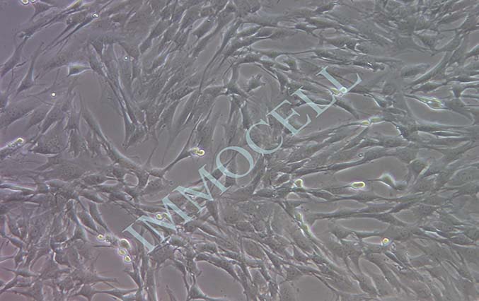 逸漠C2C12小鼠成肌细胞 