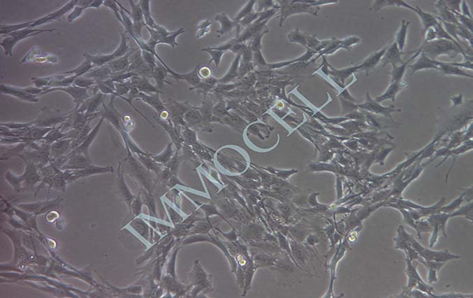 C2C12小鼠成肌细胞 