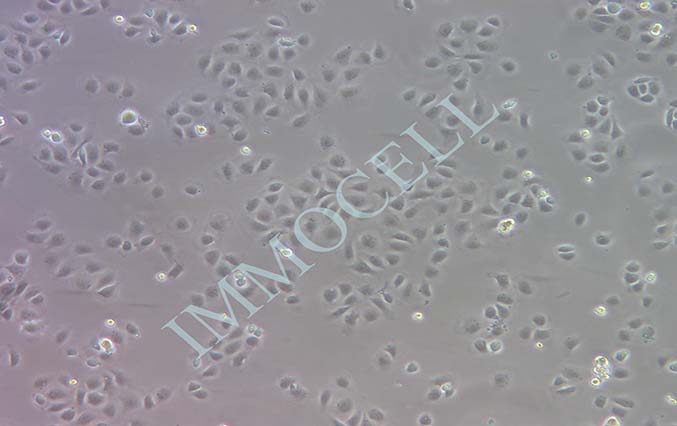 IEC-6大鼠小肠隐窝上皮细胞