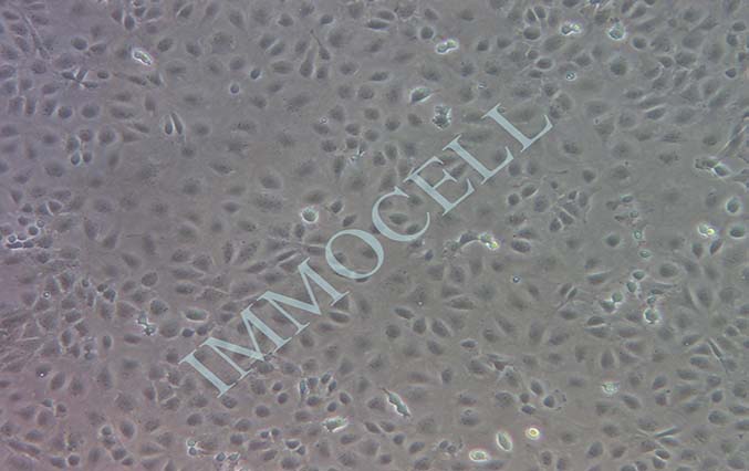 逸漠IEC-6大鼠小肠隐窝上皮细胞