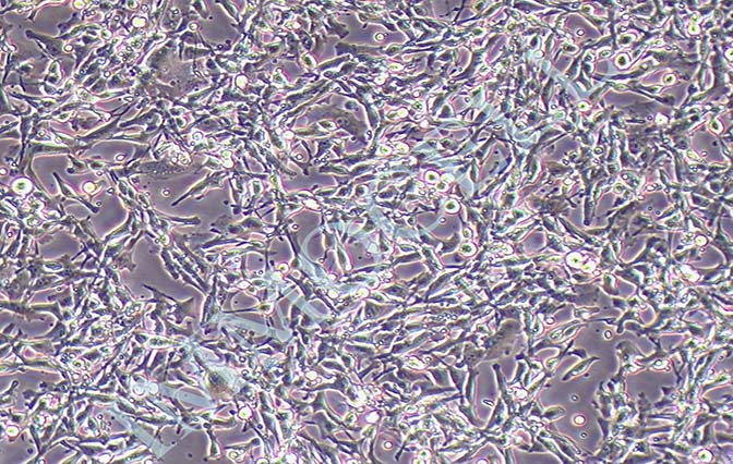 STC-1 小肠内分泌细胞系