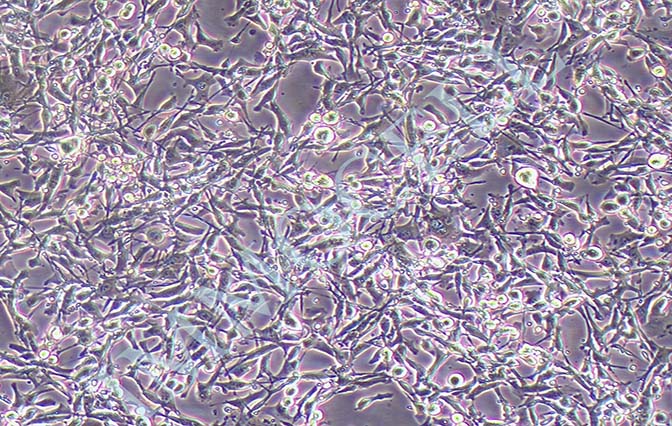 STC-1 小肠内分泌细胞系