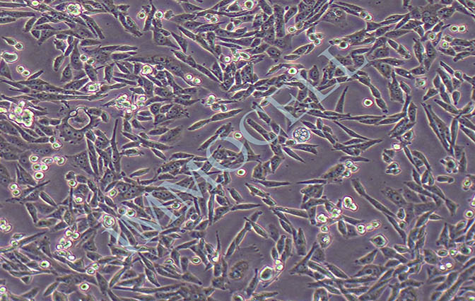 HELF人胚肺成纤维细胞