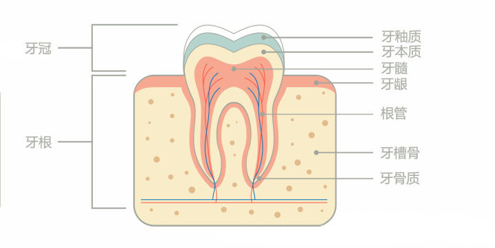 (牙齿的结构)