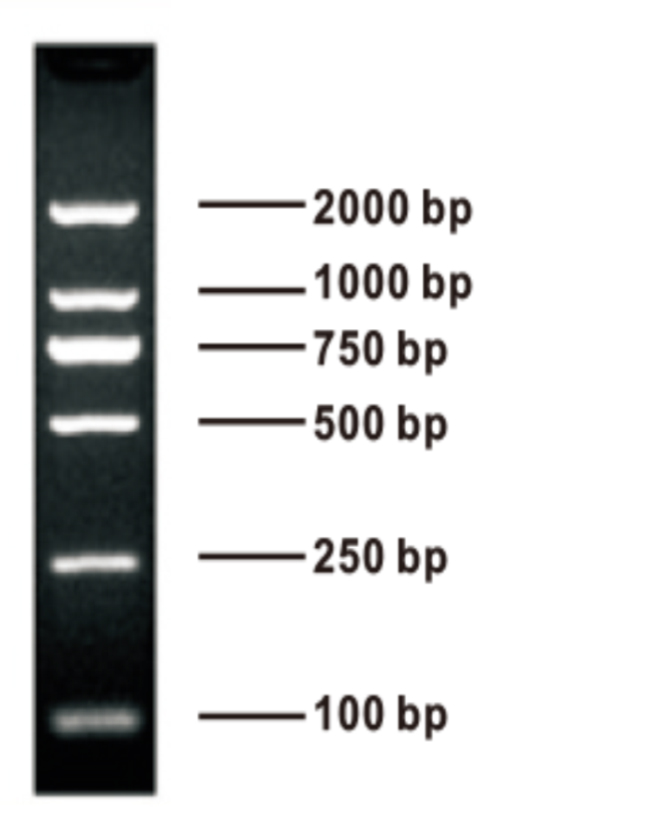 Dl Dna Marker