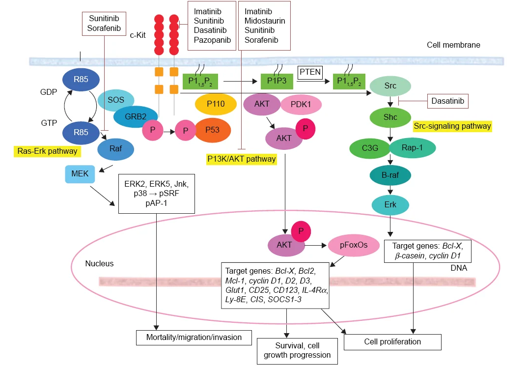 正文 c-kit涉及多种信号通路,主要涉及ras- erk pathway, pi3k/akt