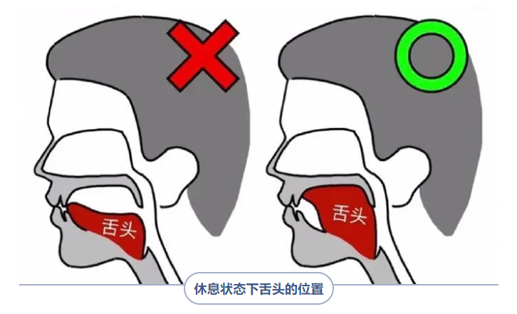 的绝对力量第一名就是咀嚼肌群,无论是呼吸,咀嚼或是吞咽等口腔功能