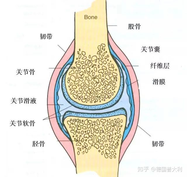 在外层有关节囊,肌腱,韧带