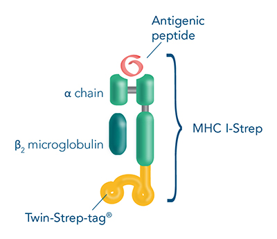 MHC I STREPTAMERS 检测与分离抗原特异性 CD8 T 细胞 丁香实验