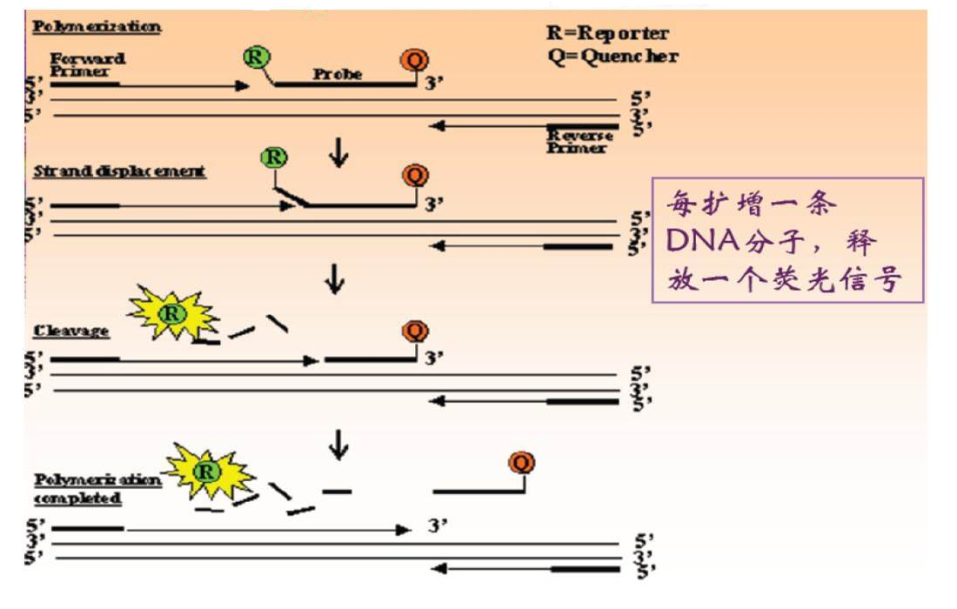实时荧光定量pcr技术原理介绍