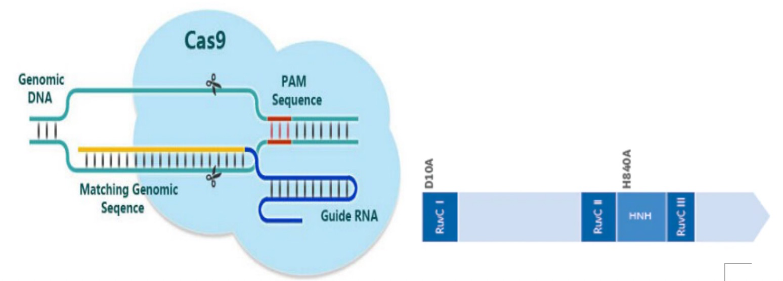 crispr/cas9除了用于"目的基因敲除,还可以用于这些研究中 国内聚