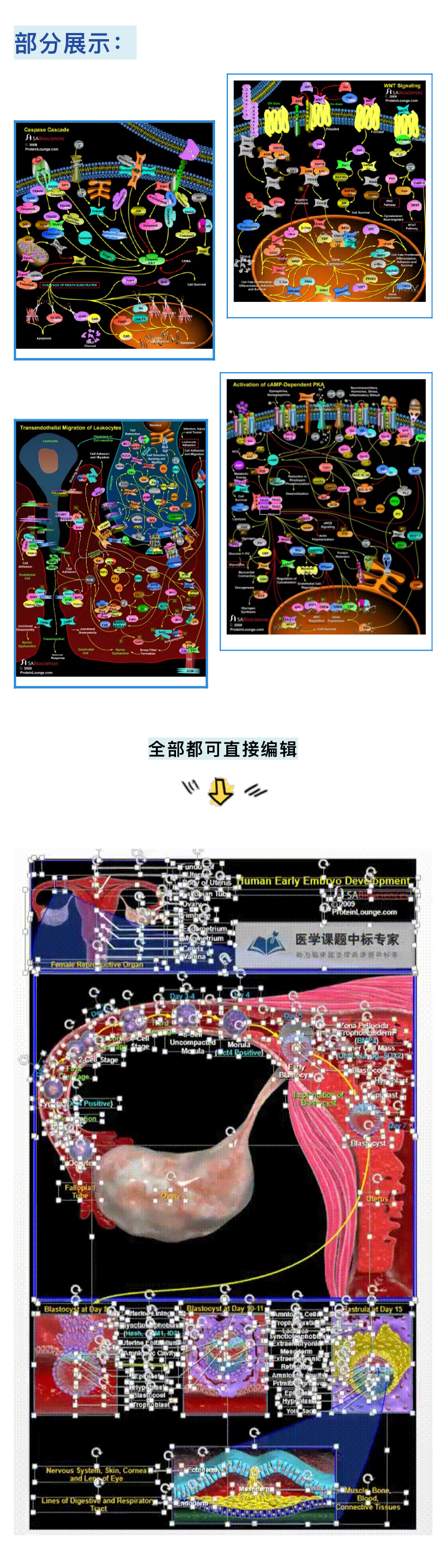 实验大神私藏版100 绝美细胞信号通路图免费领取源文件可编辑 试剂 丁香通