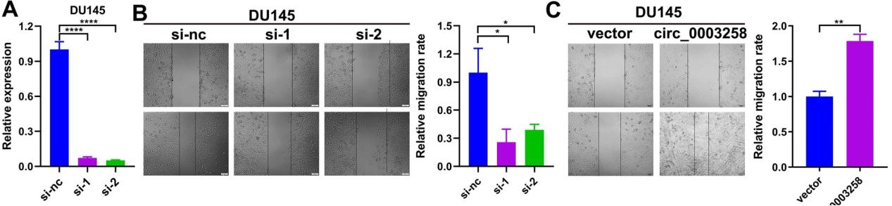 Molecular Cancer Circrna Mirna