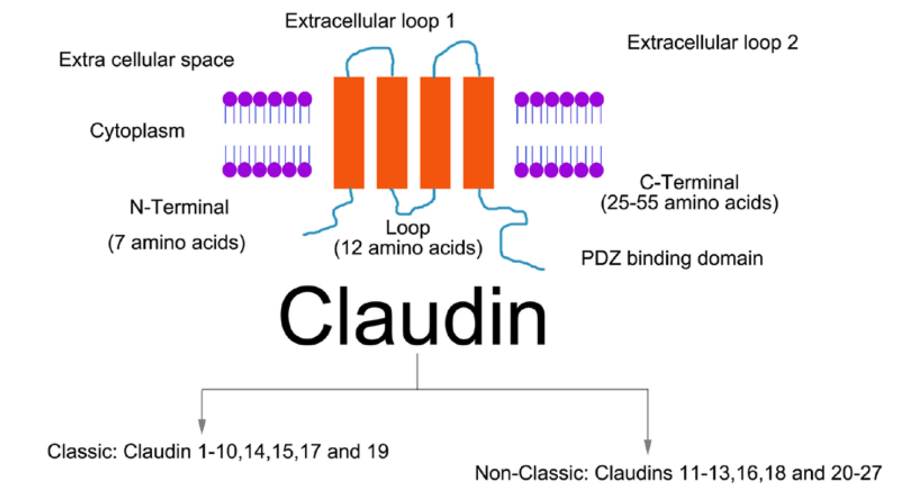 Claudin Lab On Web