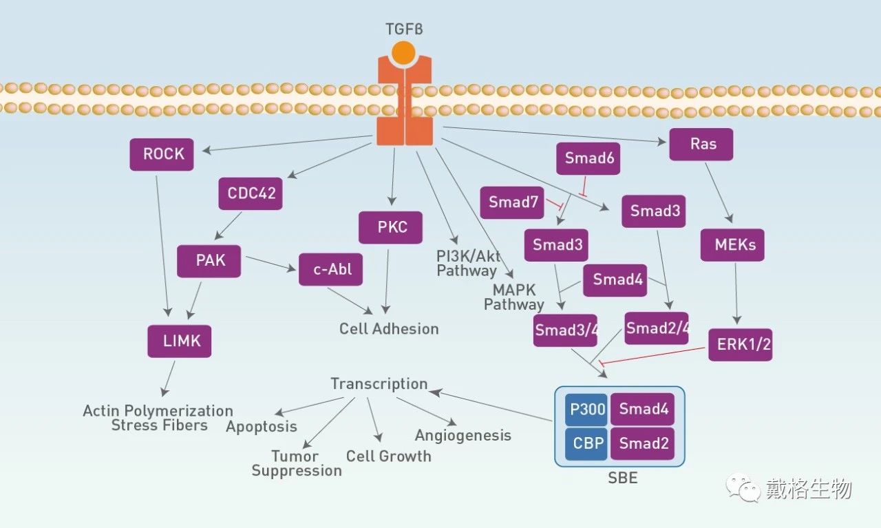 心血管相关TGF β信号通路 企业动态 丁香通