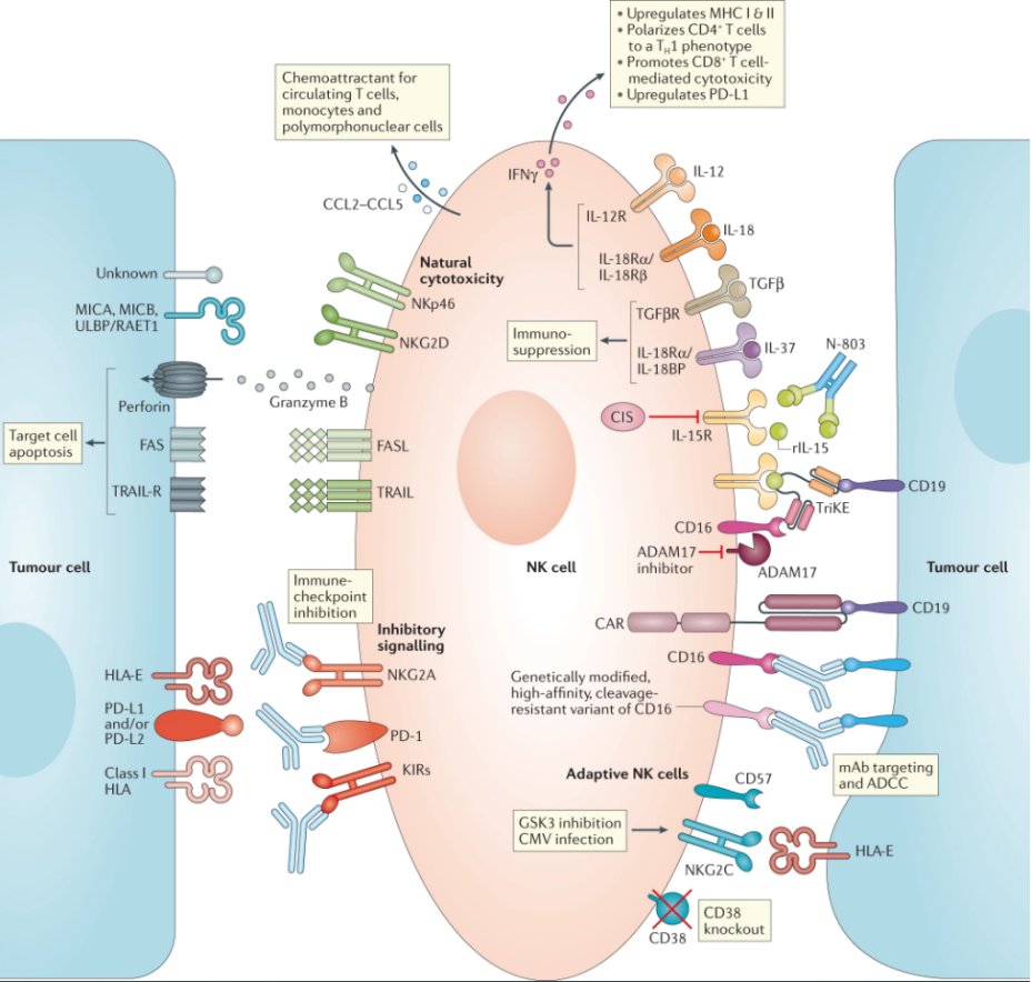 NK细胞表面免疫检查点受体KIRs知多少 企业动态 丁香通