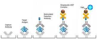 Bovine Crp C Reactive Protein Elisa Kit Sandwich Elisa Ls F