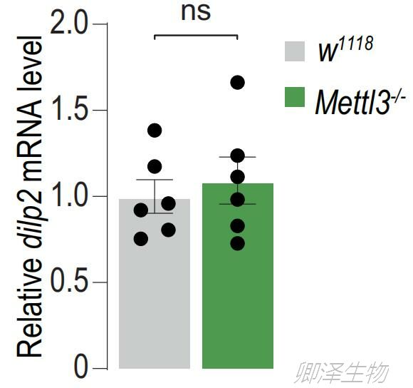 Nat Struct Mol Biol 能量稳态的m6A表观遗传调控中Polysome profiling的技术应用 企业动态 丁香通