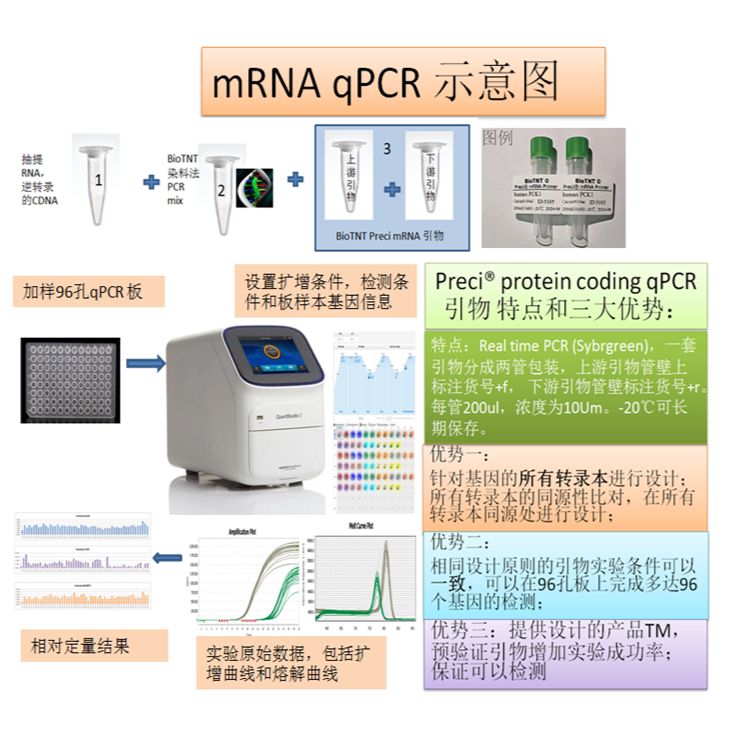 Preci mouse 小鼠 Col13a1 基因ID12817 qPCR引物对 全名collagen type XIII